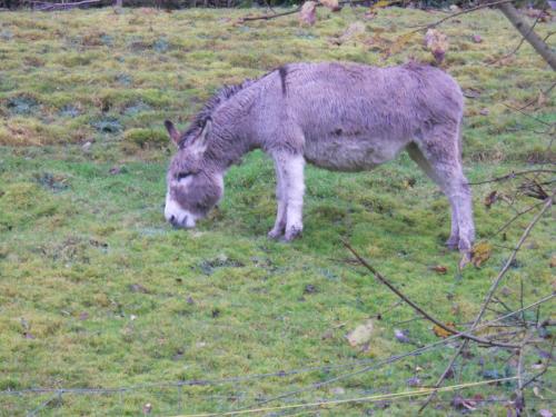 a donkey grazing in a field of grass at Auberge du Saut des Cuves in Xonrupt-Longemer