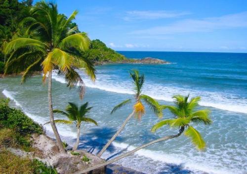 two palm trees on a beach next to the ocean at BEACH HOUSE l in Itacaré