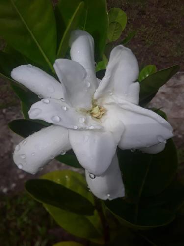 a white flower with drops of water on it at Royal Camping TENTE NON INCLUSE Espace Camping in Patio