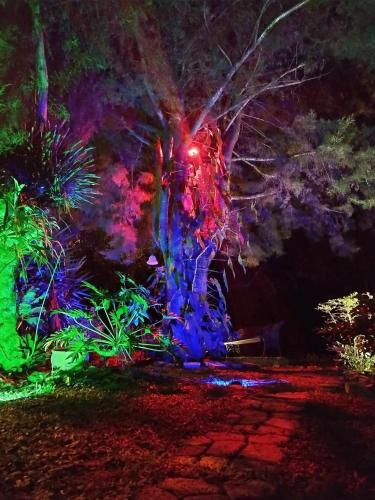 a tree with colorful lights on it at night at Apartamento Quintas de San Javier in Medellín