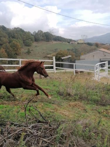 a horse running in a field near a fence at B&B La Veronica in Pianillo