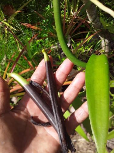 uma pessoa com uma planta verde na mão em Royal Camping TENTE NON INCLUSE Espace Camping em Patio