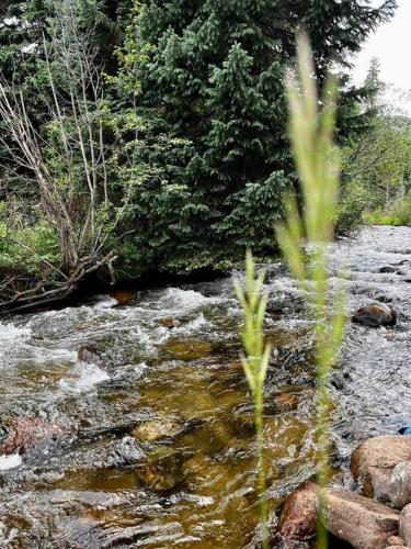 a stream of water with trees in the background at Classic Log Cabin near Rocky Mountain National Park and near Skiing in Lyons