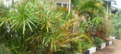 a bunch of palm trees and plants in front of a building at Dream jet suites in Entebbe