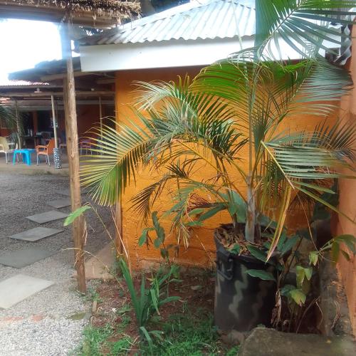 a palm tree in a pot next to a building at Dream jet suites in Entebbe