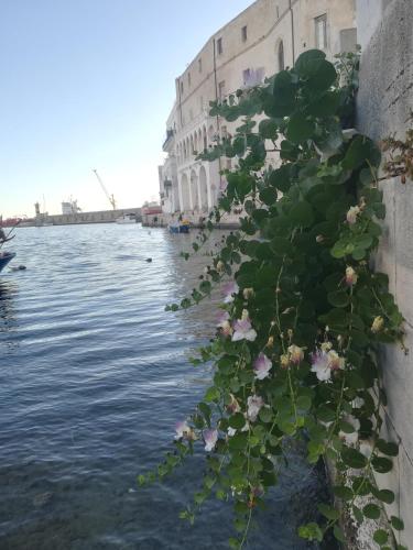 a plant with flowers on the side of a canal at Kasamare- Monopoli in Monopoli