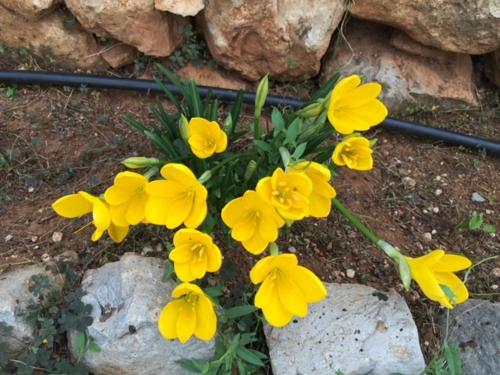 a bunch of yellow flowers in a vase at Stonehouse dome Lagadia in Lagadia