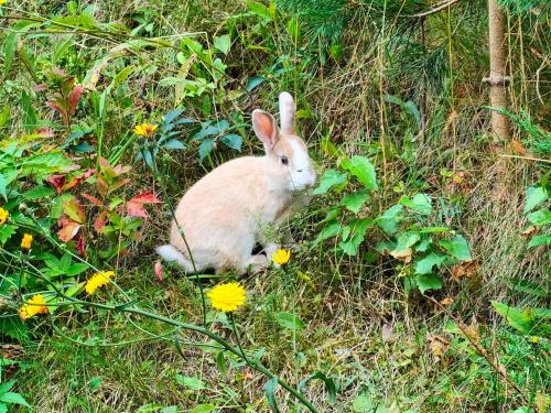 a rabbit is sitting in the grass at Kasztanowe Wrota in Kosewo