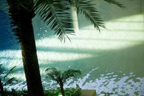 a view of a palm tree and the water at Lotte Buyeo Resort in Buyeo