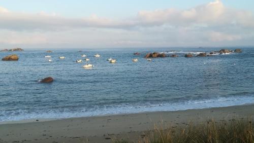 a group of animals in the water near a beach at Appartement RDC de maison principale in Kerlouan