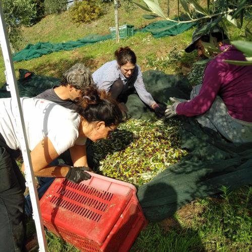 a group of people picking up vegetables from a field at PODERE TORRICELLE 69B Pancole Gr, seaview infinity pool, jacuzzi, sauna, exclusive villa with 2 bedrooms for 4 - If you total 5 or 6 people there is an independent suite in main villa with private ensuite bathroom, kitchenette and garden dining area in Pancole