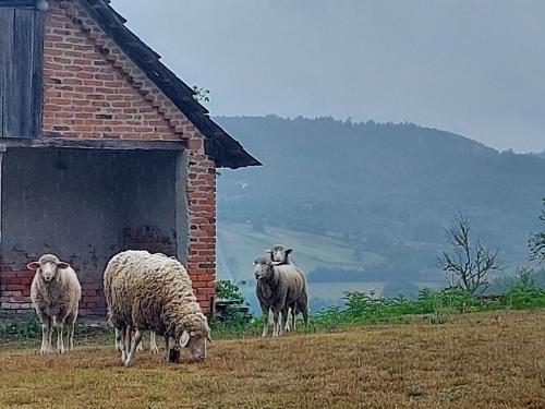 three sheep grazing on a hill next to a building at Venera in Kosjerić