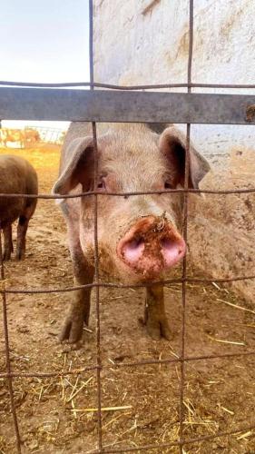 a pig in a cage looking through a fence at Masseria Parco delle Casette in Alberobello