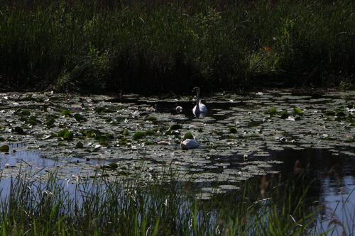 a couple of ducks swimming in a pond with lily pads at Sobe Pilajevo 2, 183 Ulica Stjepana Radića, Gola in Gola