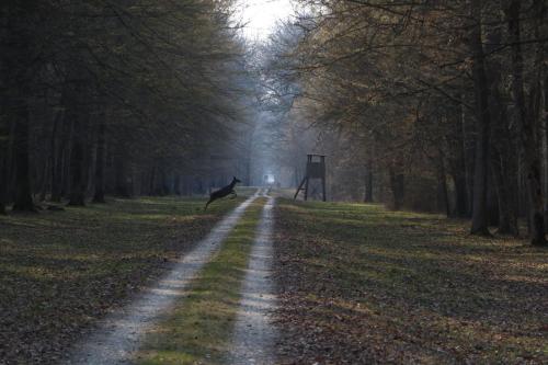 a dog running down a road in a forest at Sobe Pilajevo 2, 183 Ulica Stjepana Radića, Gola in Gola