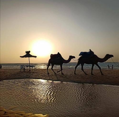 Tre cammelli che camminano sulla spiaggia al tramonto di Appartements Armonía Sea View a Briech