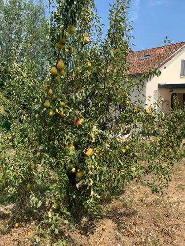Κήπος έξω από το Le grain de Louise