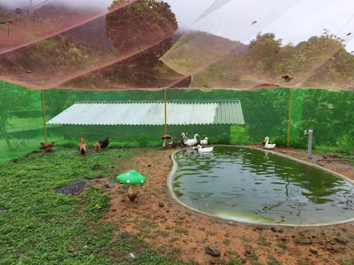 un groupe de canards assis autour d'un étang dans l'établissement Casa Riverdale Farm Stay, à Vallikavungal