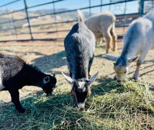 a group of goats eating hay in a field at Rustic Farm meadow stay in Temecula