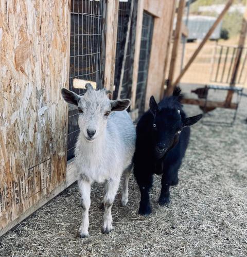 two goats are standing next to a fence at Rustic Farm meadow stay in Temecula