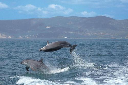 two dolphins jumping out of the water at Baixa-Mar Setúbal Miradouro in Setúbal