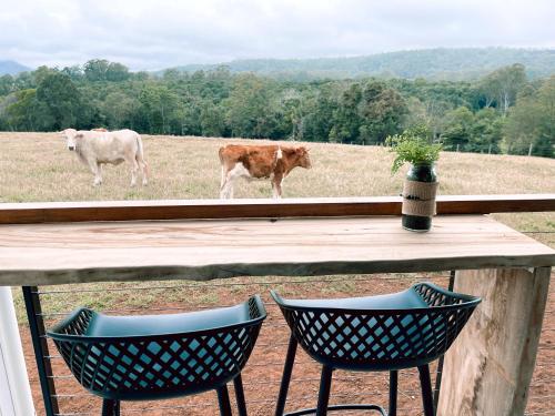 two cows standing in a field with a table and two chairs at Seven Peaks Farm Stay in Beerwah