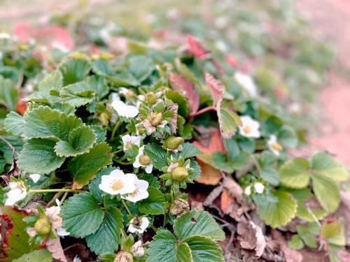 a plant with white flowers and green leaves at Seven Peaks Farm Stay in Beerwah