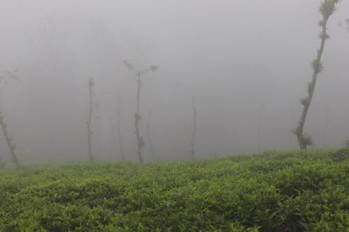 a foggy field with trees in the background at Perya Hills in Periya