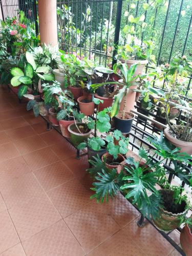 Κήπος έξω από το Hidden gem home stay -2