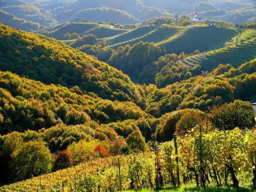 a vineyard in the hills with autumn trees at Cozy family place 'Hiša Grozdek' - Gruškovec 40A in Gruškovec