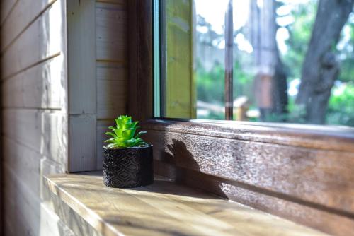 a potted plant sitting on a window sill at Niedźwiedzia Dolina in Przybyszów