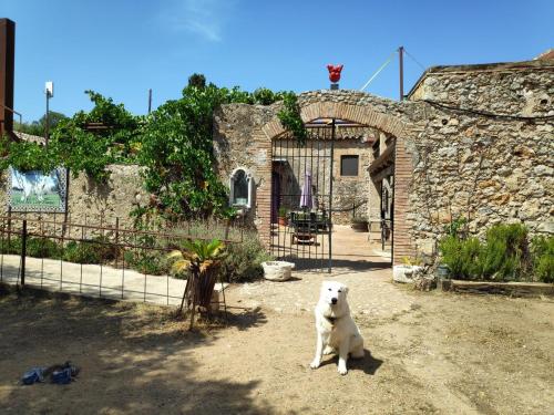 a white dog sitting in front of a building at Mas Del Llop Blanc - Dog friendly Hostal Rural - B&B in Sobrestany