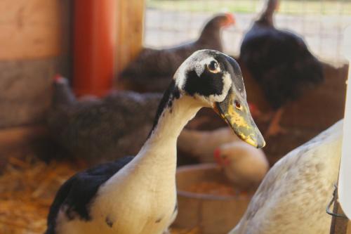 a group of ducks in a pen with chickens at Hof von Felde in Soltau