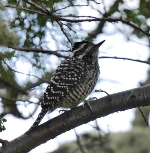 a bird perched on top of a tree branch at Departamentos 8va Maravilla in Torres del Paine