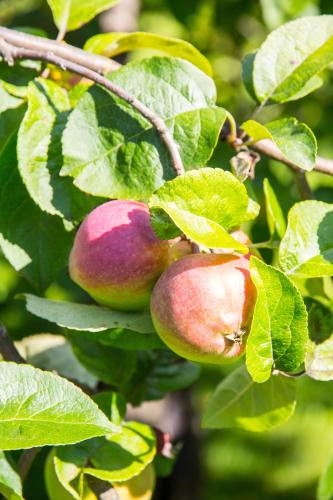 two apples on a tree branch with leaves at Vaihmalan Hovi in Lempäälä