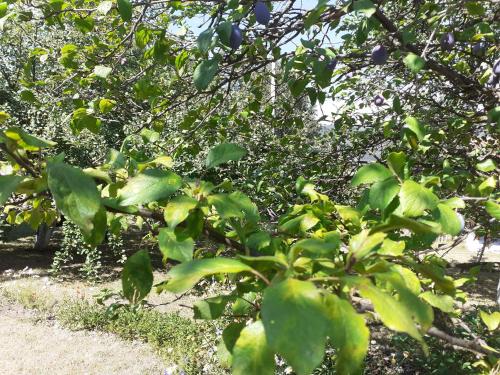 a group of green trees with fruits on them at Lepa kuca Tara Kremna in Kremna