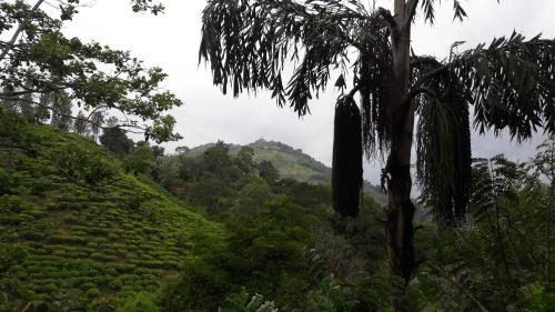 a view of a lush green hillside with a tree at Ayubo Ella - Bed & Breakfast in Ella