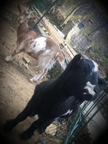a goat and a goat standing next to a fence at VILLA NOTRE DAME face au Château fort in Sedan