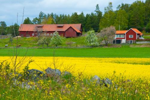 a farm with a red barn and a field of yellow flowers at Huset Lisa - SWEEDS Loftahammar in Loftahammar
