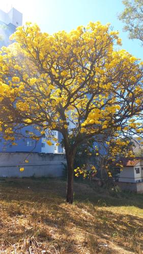 a tree with yellow leaves in a field at FLAT 609-B Rio Quente in Rio Quente