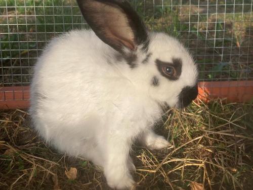 a black and white rabbit sitting in the grass at Gîte à la ferme: Coig de Lamothe in Aramits