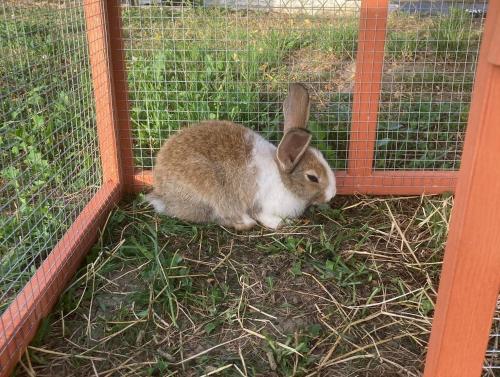 a rabbit sitting inside of a cage at Gîte à la ferme: Coig de Lamothe in Aramits