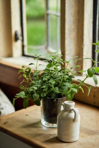 a potted plant sitting on a table next to a window at The Slaughters Country Inn in Lower Slaughter