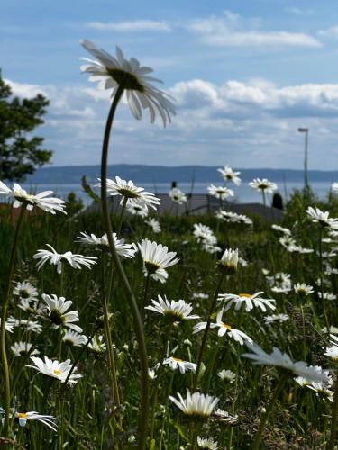 a field of white flowers with the ocean in the background at Fantastisk Vätterutsikt mellan Habo och Bankeryd. in Habo