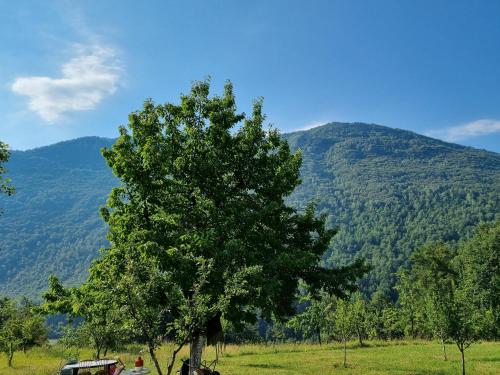a tree in a field with a mountain in the background at Green in Andrijevica