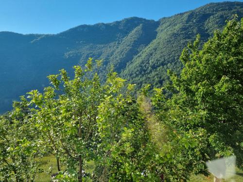 Andrijevica的住宿－Green，山前的一群树木