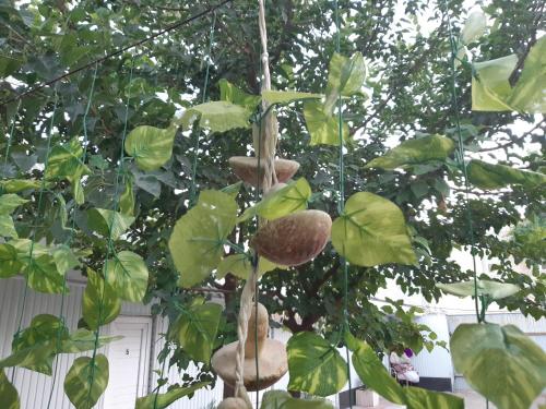 a group of mushrooms hanging from a tree at Azimut in Jalal-Abad
