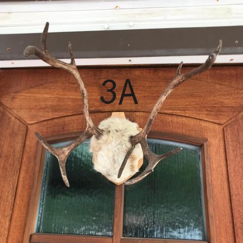 a deer head with its antlers sticking out of a window at Villa Shaman in Rovaniemi