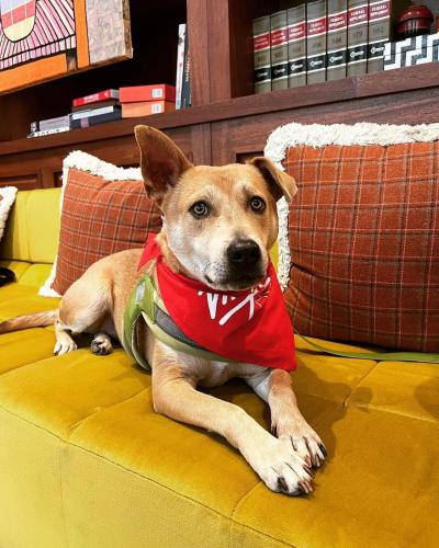 a dog sitting on top of a yellow couch at Virgin Hotels New Orleans in New Orleans