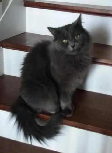 a black cat sitting on a wooden shelf at La Demeure de Cathy in Saint Lo